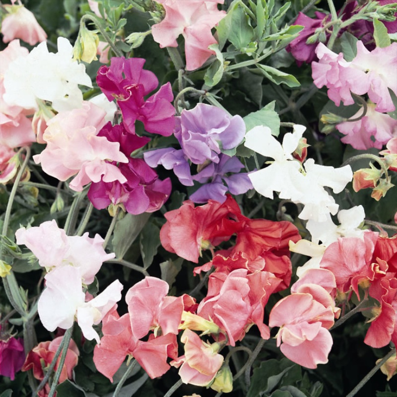 Duftwicken-Mischung "Spencer"