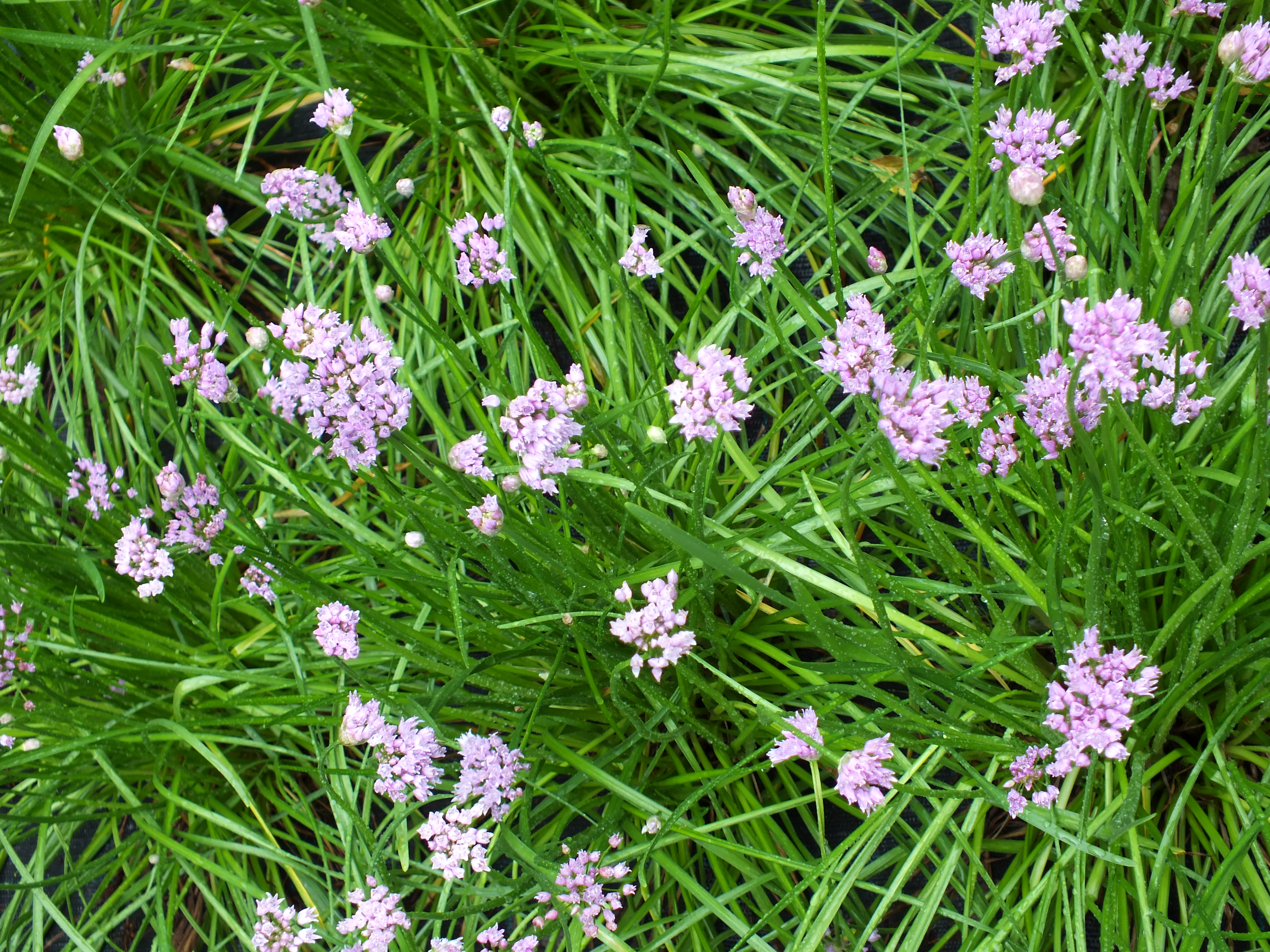 Kantenlauch (Wildform)-reduziert