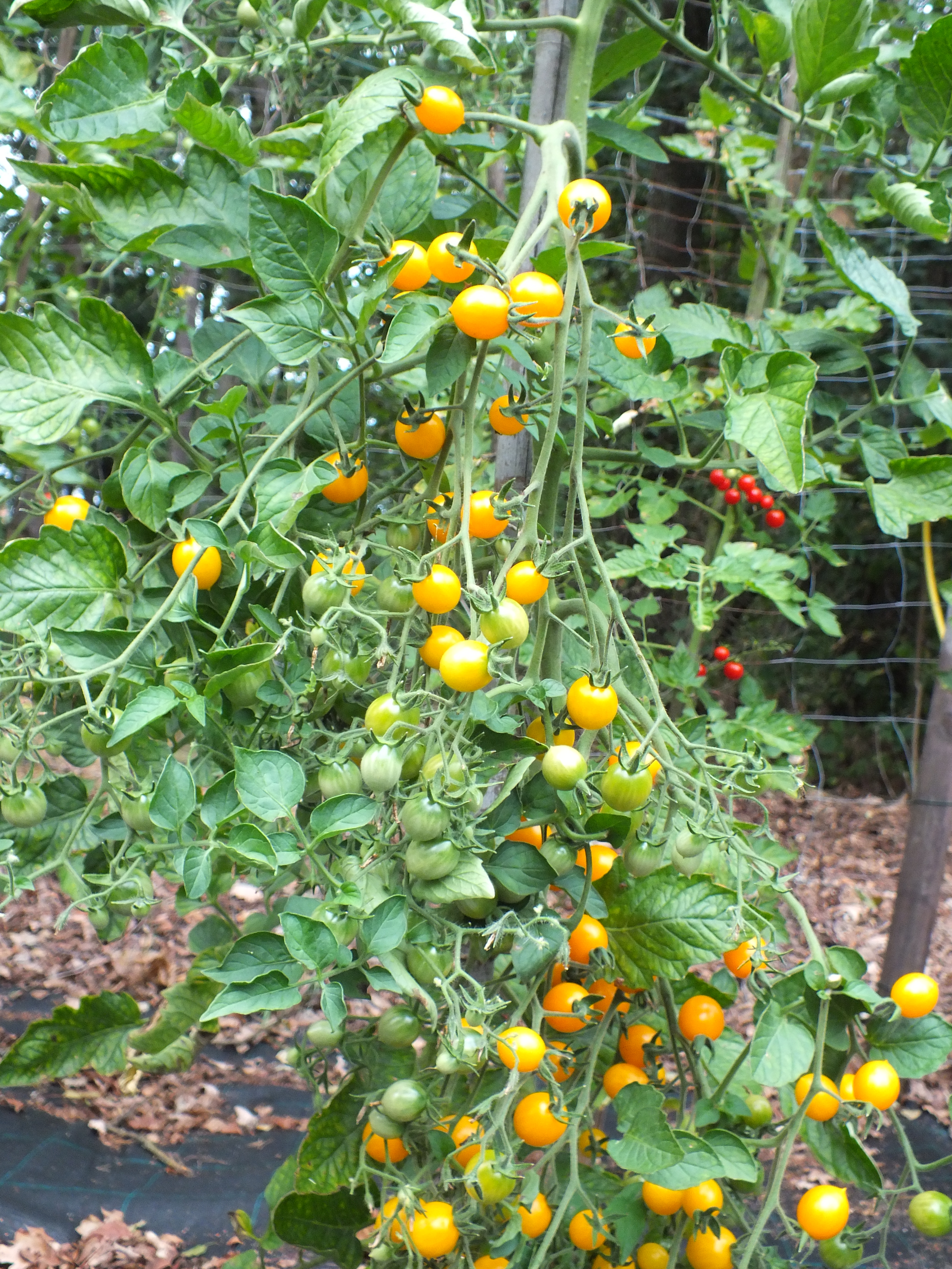 Kleinbeerige Wildtomate 2' - Parvibaccatum