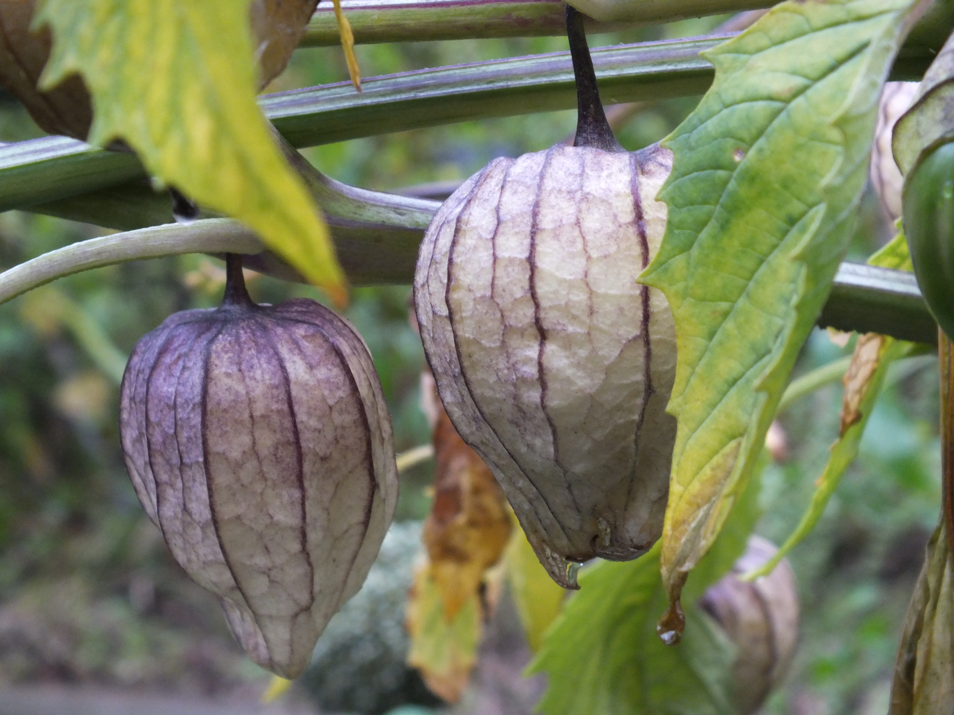 "Früchte der Ureinwohner Süd- und Mittelamerikas" Set Angebot