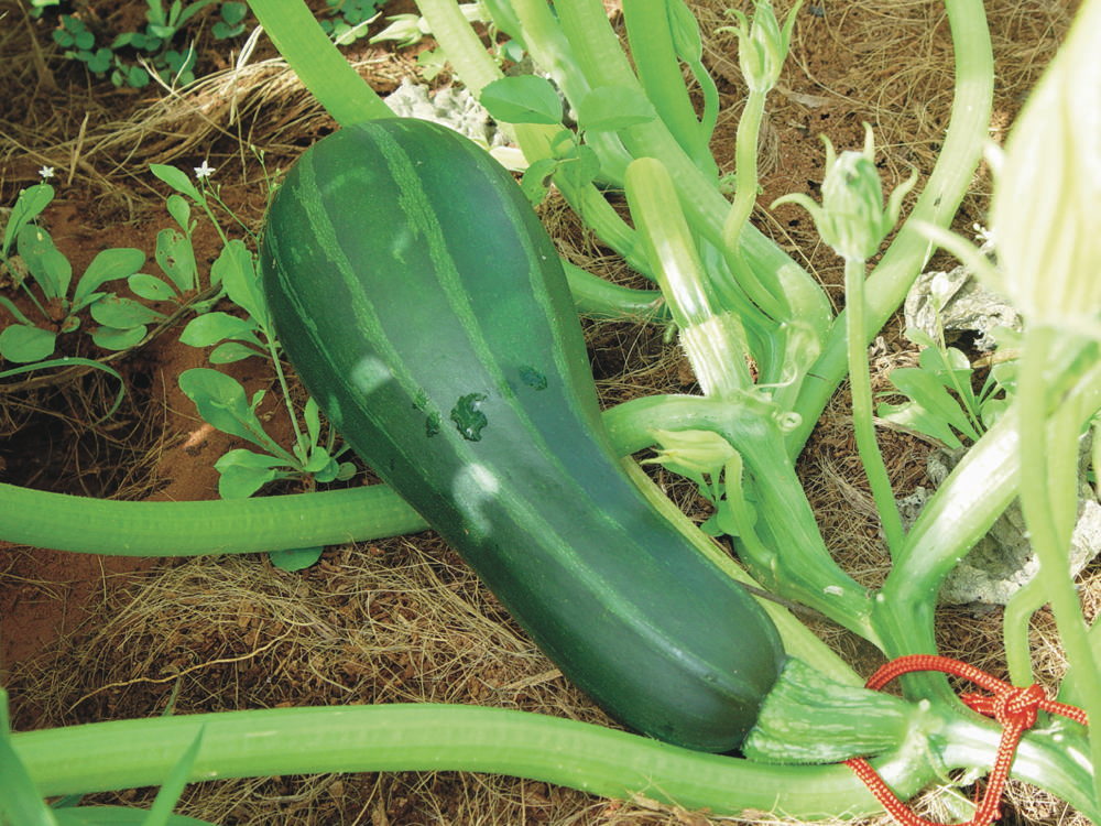 Striato Pugliese, Zucchini