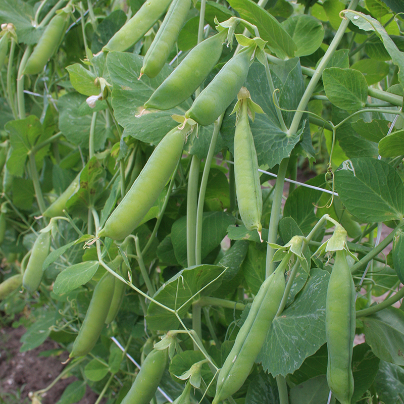 Palerbse 'Allerfrühester Mai'