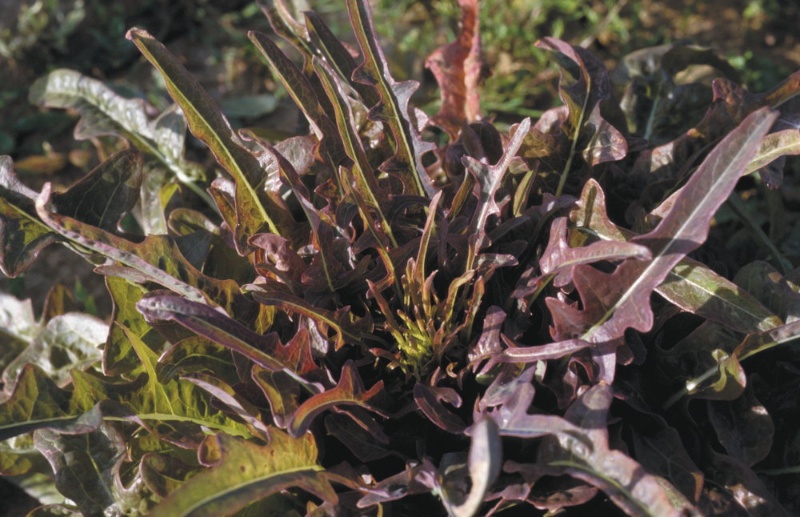 Biscia Rossa, Eichblattsalat