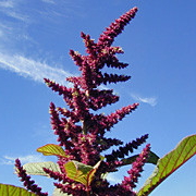 Guarijio (Pop Amaranth)