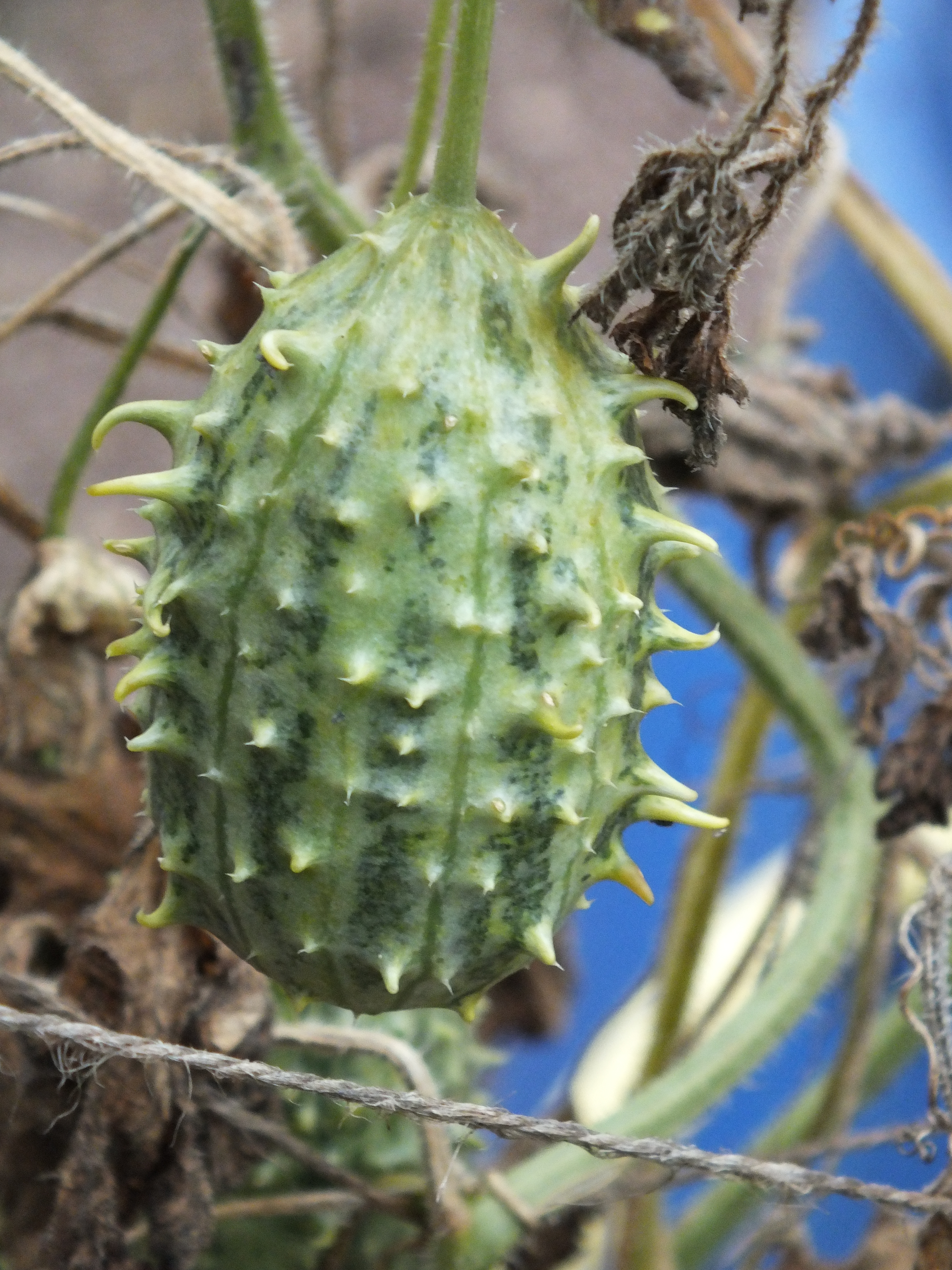 Exotische Kürbisgewächse Set Angebot