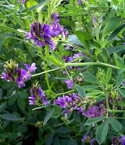 Luzerne (Medicago sativa), Alfalfa 50 g