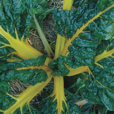 Gelber Mangold, À Cardes Jaunes