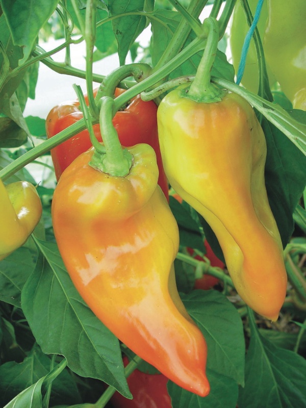 Ungarische Halbscharfe