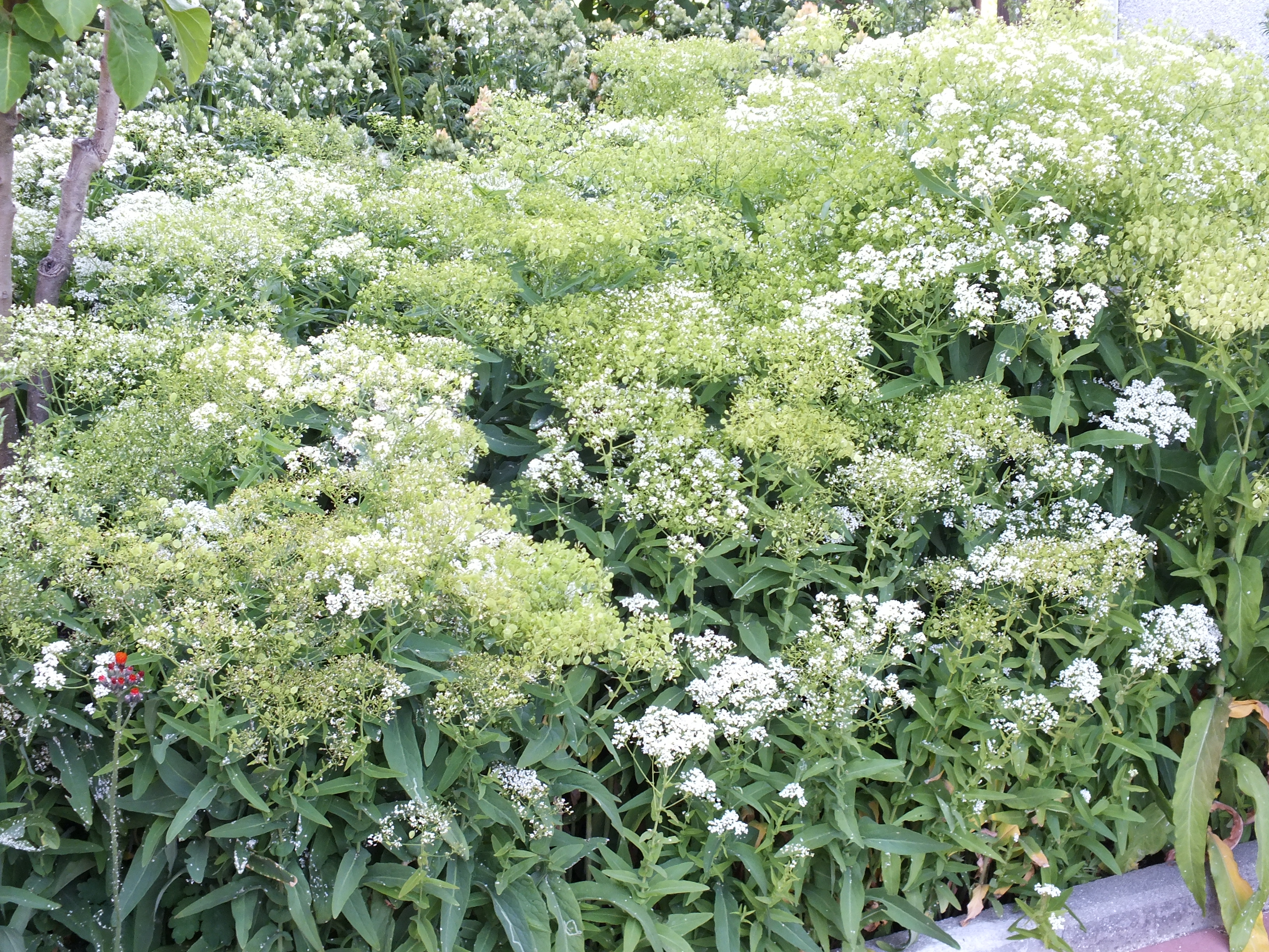 Balkan-Knoblauchskresse