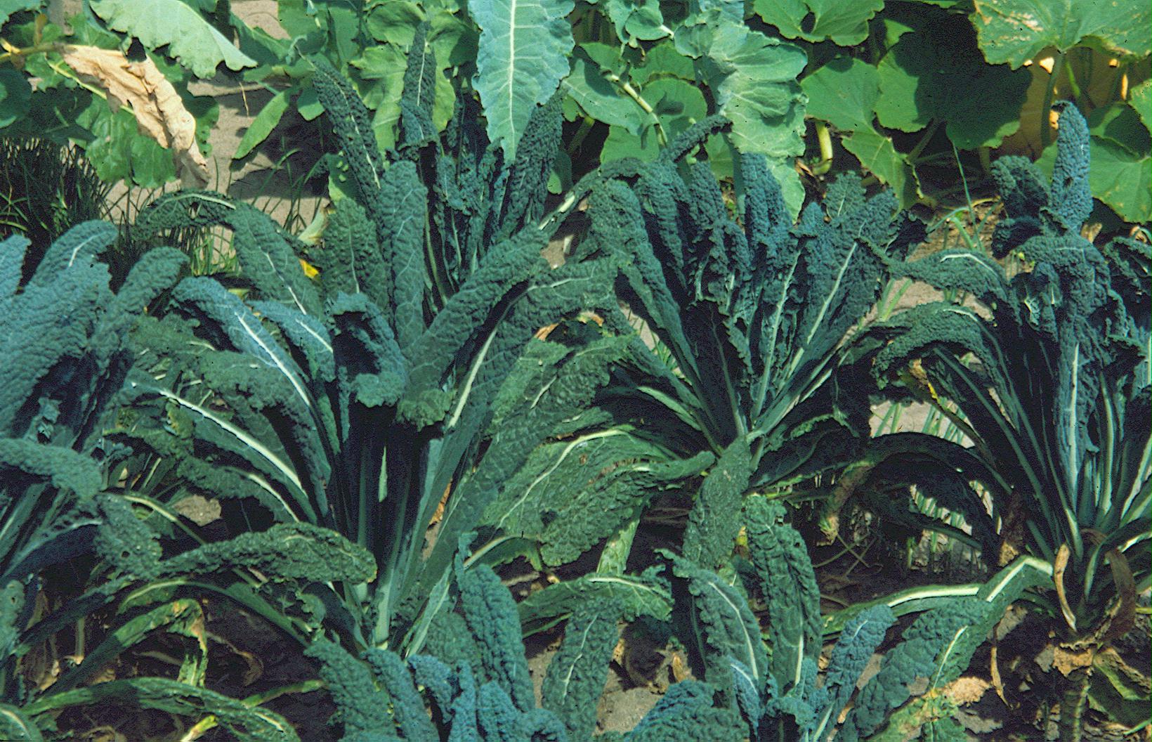 Palmkohl Nero di Toskana-