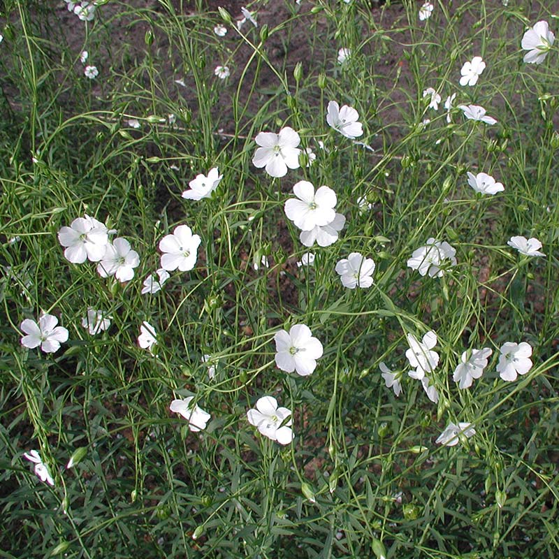 'Linum perenne Album Weißer Flachs