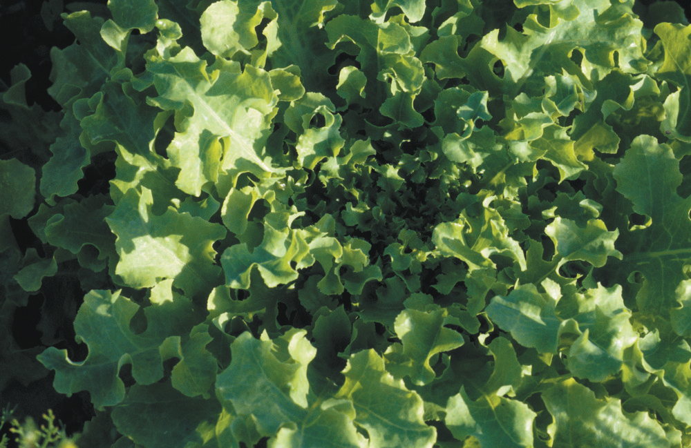 Green Salad Bowl, Eichblattsalat