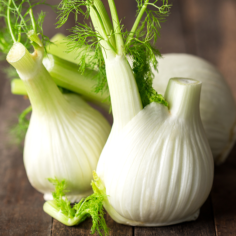 Knollenfenchel 'Perfektion'