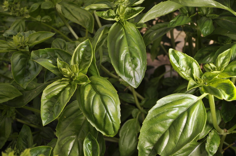 Großes Grünes Basilikum