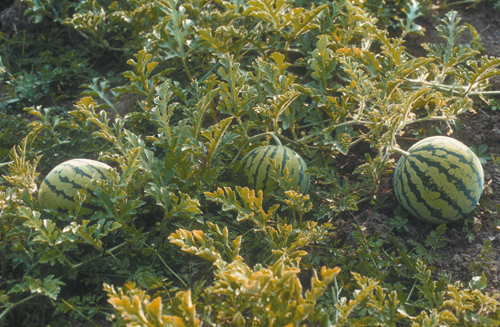 Wassermelone Cream Of Saskatchewan