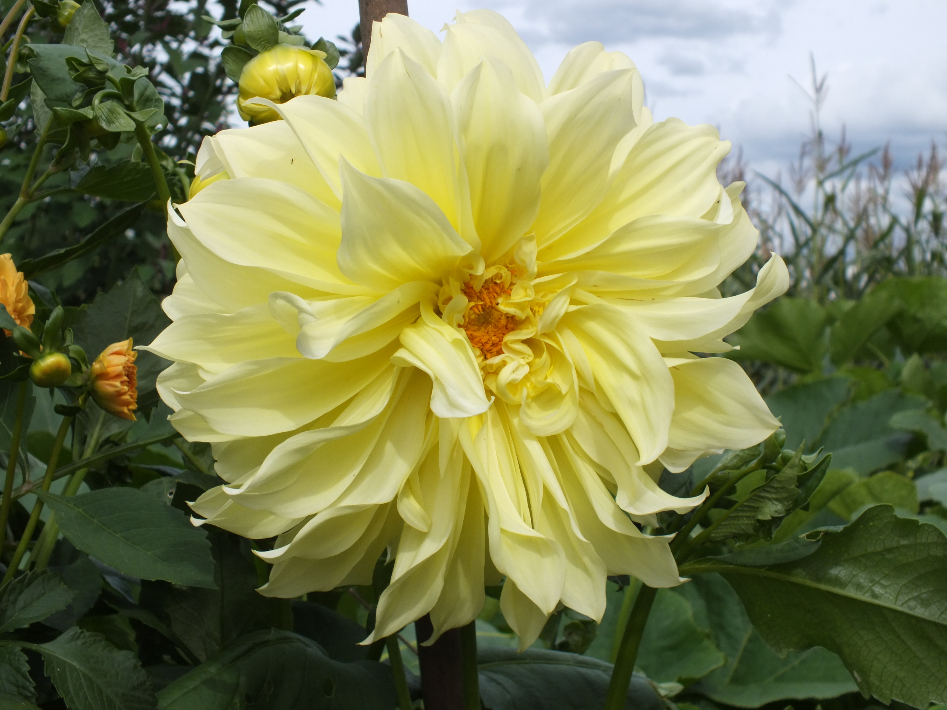 Dahlie, Georgine - Mischung - Angebot