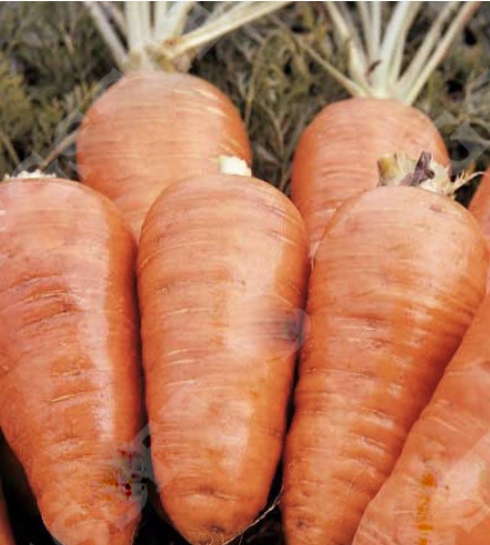 Karotte Early Market