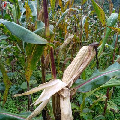 Blanc d’Astarac, Mais