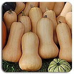 Butternut Nutterbutter, Moschuskürbis