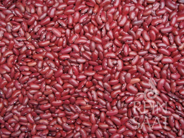 Kidneybohne `Canadian Wonder` (Trockenbohne)