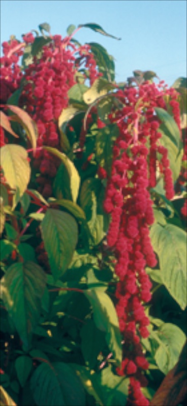 Oscar Blanco (Pop Amaranth)