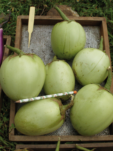 Applegreen, Aubergine