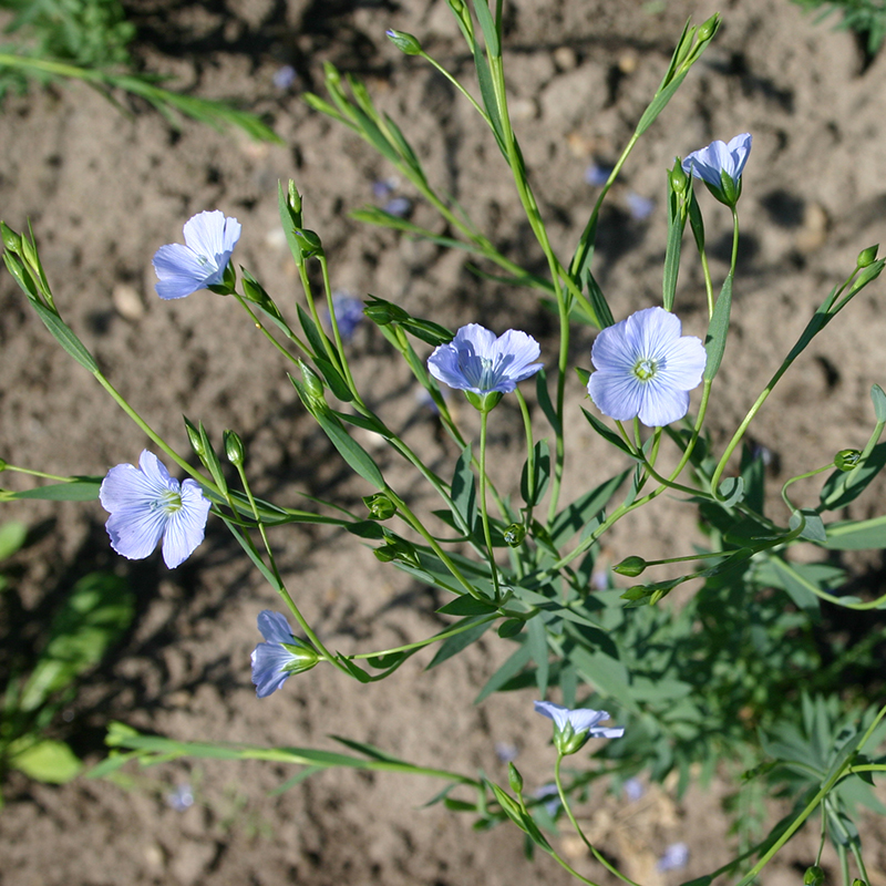 'Linum usitatissimum', Blauer Lein