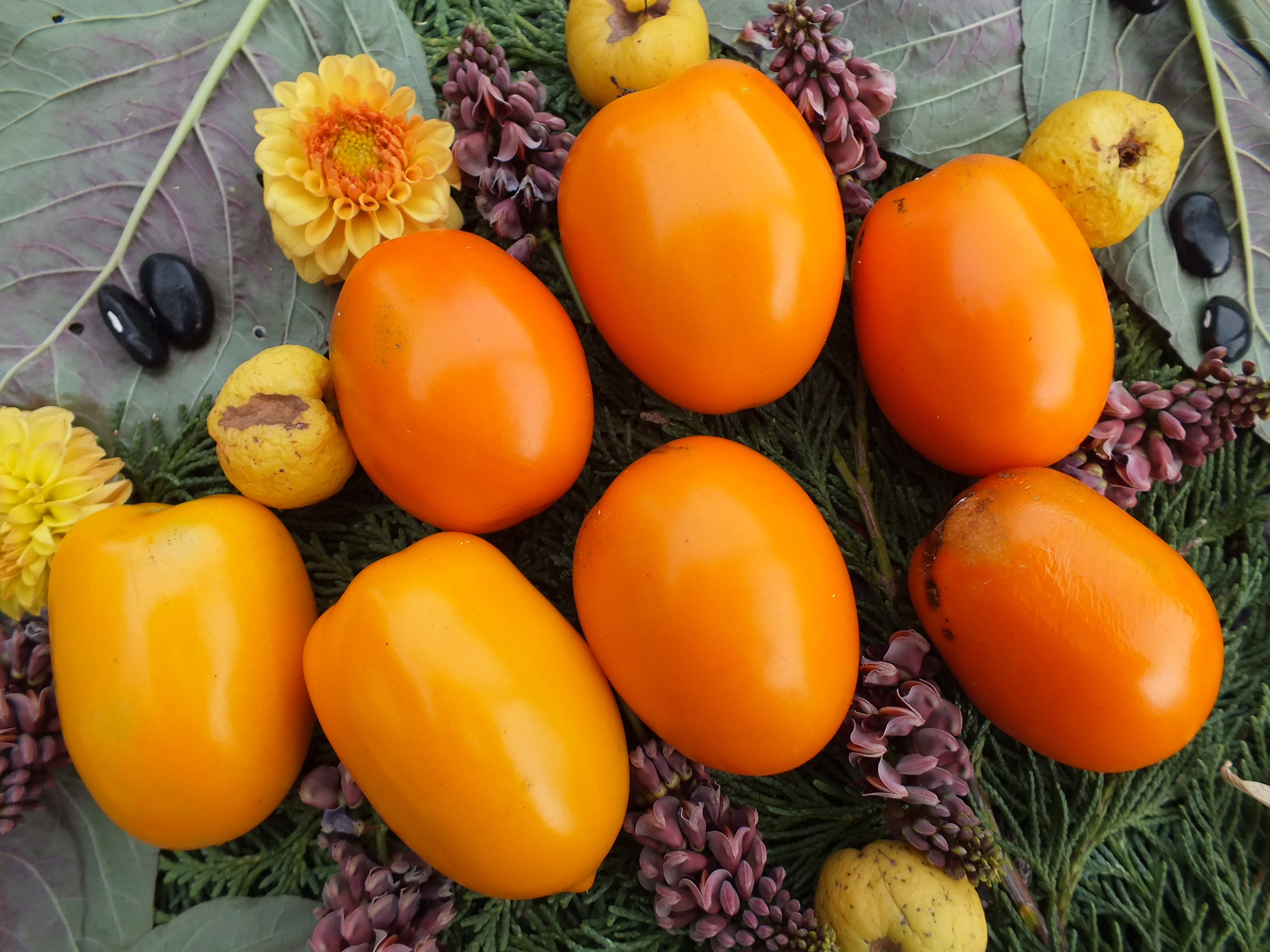 Hertisau Marzano, Lagertomate