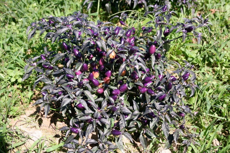 Purple Delight Pepperoni