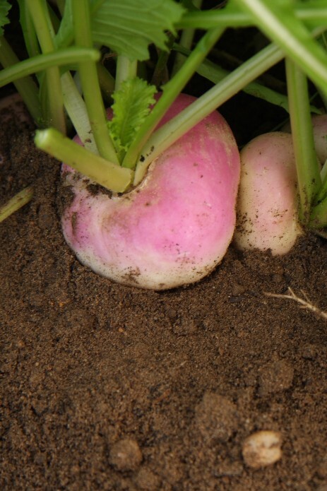 Mairübe 'Mailänder'