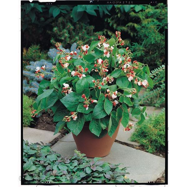 Busch-Feuerbohne Hestia