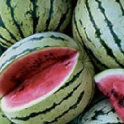 Wassermelone Chris Cross