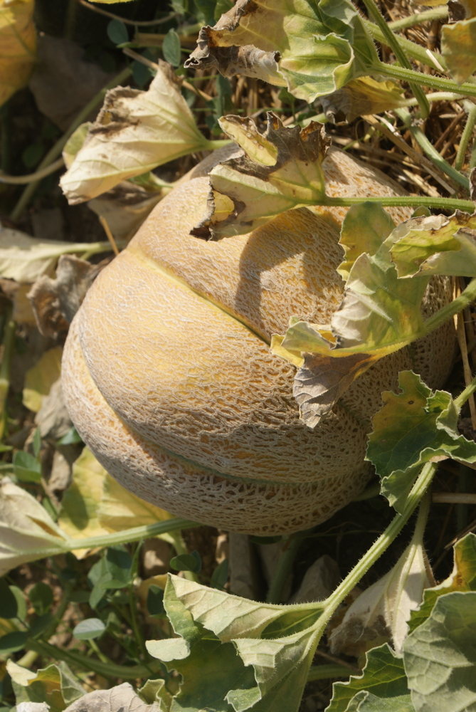 Frühe Nutmeg, Honigmelone