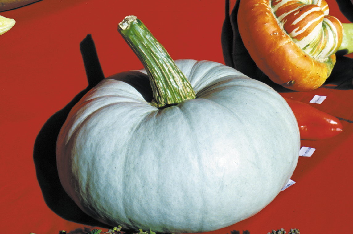 Blauer Ungar, Lagerkürbis