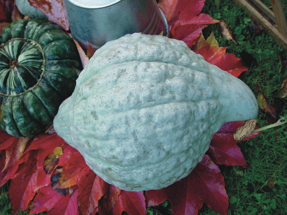 Blauer Hubbard, Lagekürbis