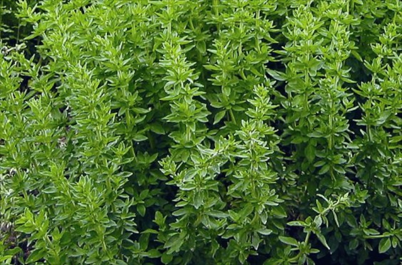 Oregano Griechischer (Oreganum ssp.)