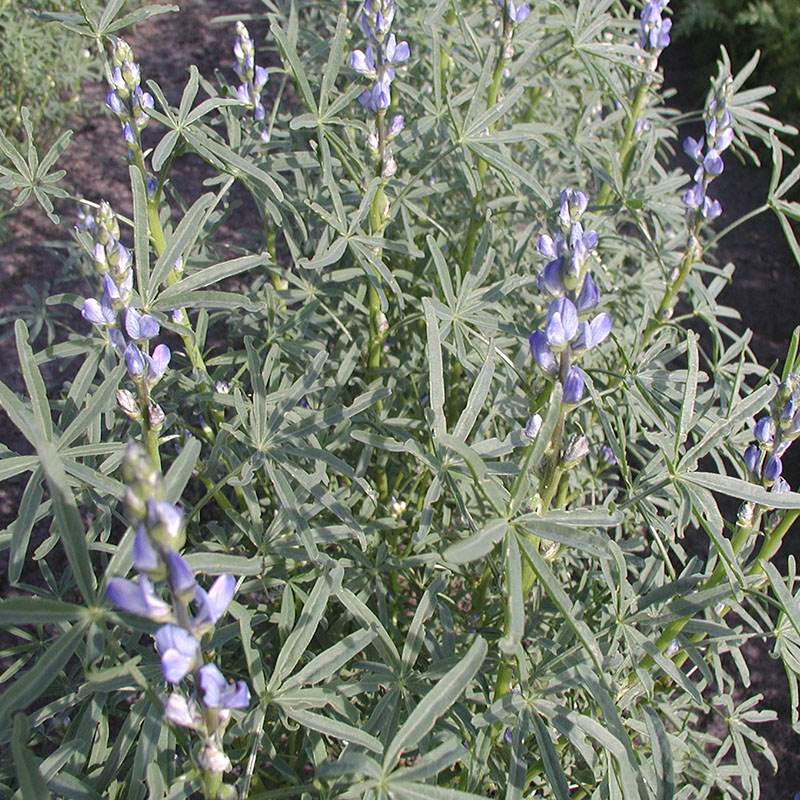Blaue Lupine