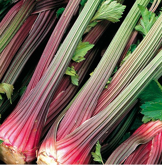 Stangensellerie Roter Riese