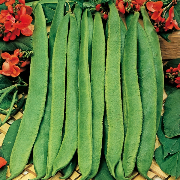 Scarlet Emperor Feuerbohne