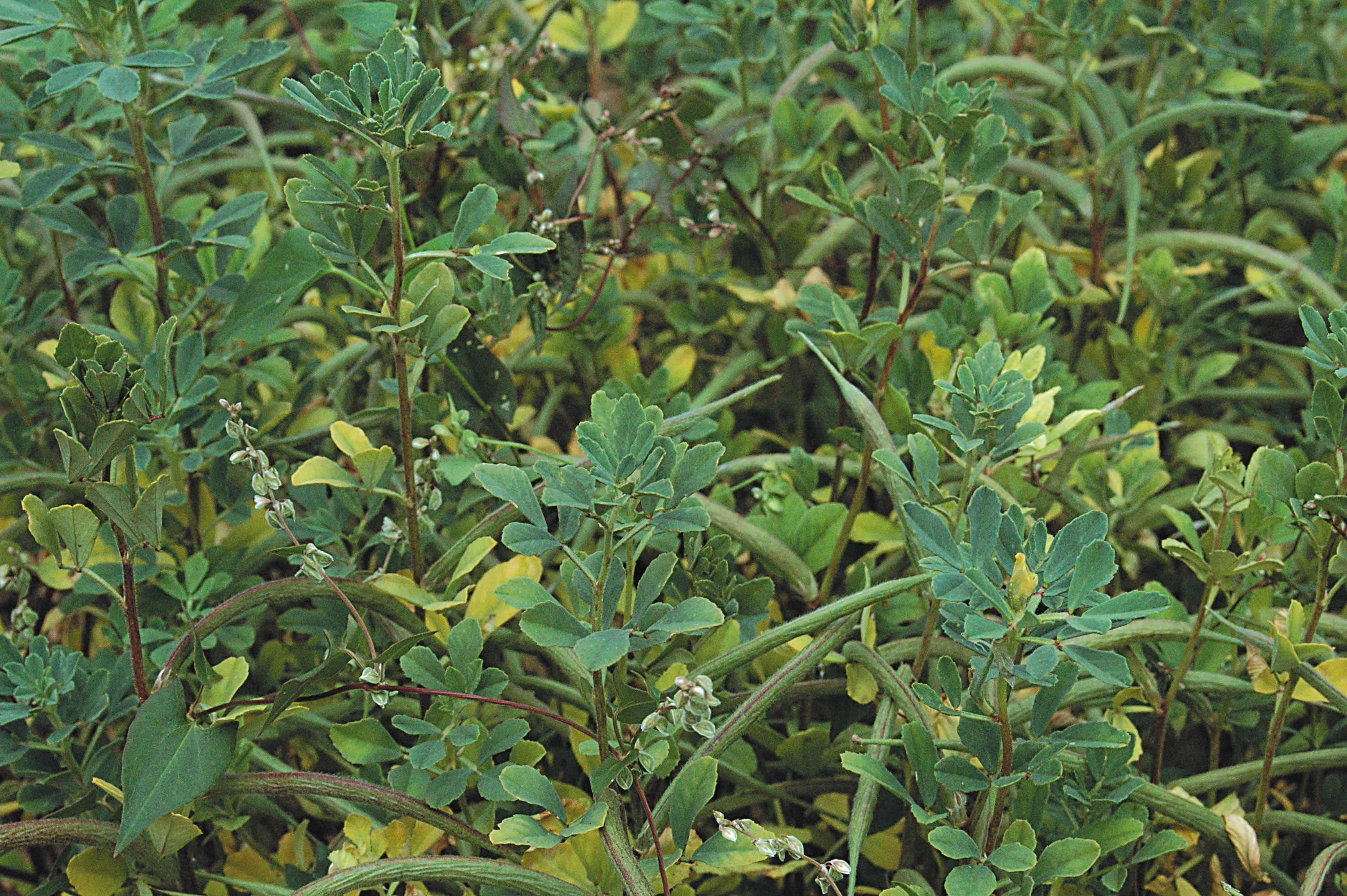 Bockshornklee Keimsaat