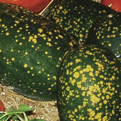 Mond und Sterne der Amisch, Wassermelone--