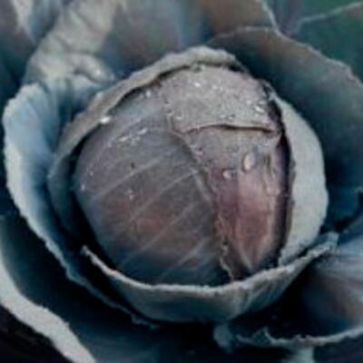 Rotkohl Acre Rouge