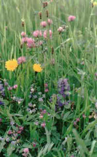 Halbschattige Wiese MERLINA