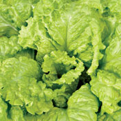 Simpson, Kopf-/Pflück-/Schnittsalat