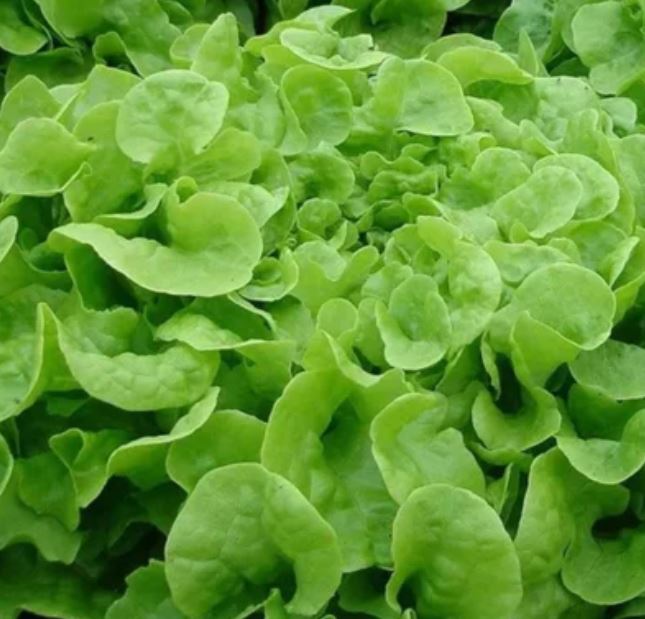 Gelber Eichblattsalat