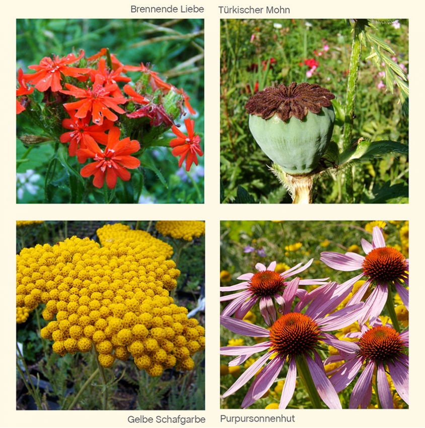 FLORIANE II Bauerngartenstauden