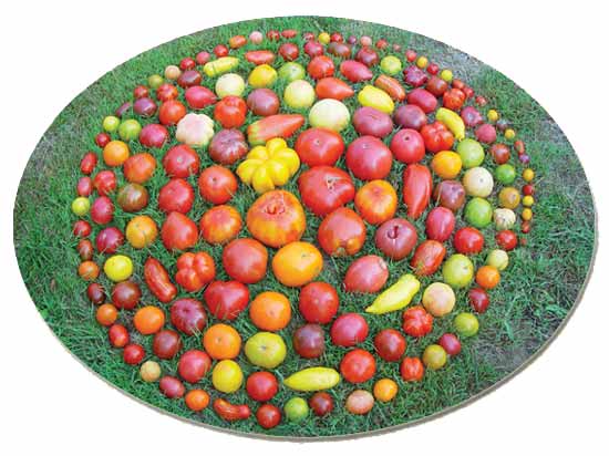 Busch-Tomaten-Mix 35 Korn