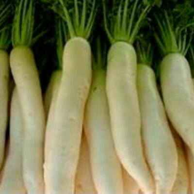 Rettich Miyashige Daikon