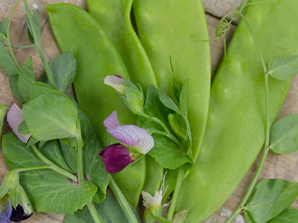 Carouby de Maussane (Zuckererbse)