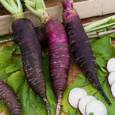 Radieschen Violet de Gournay
